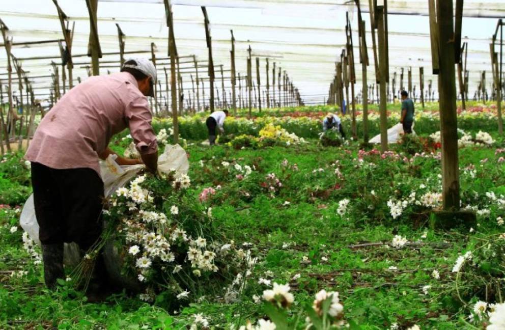Centroamericana De Flores