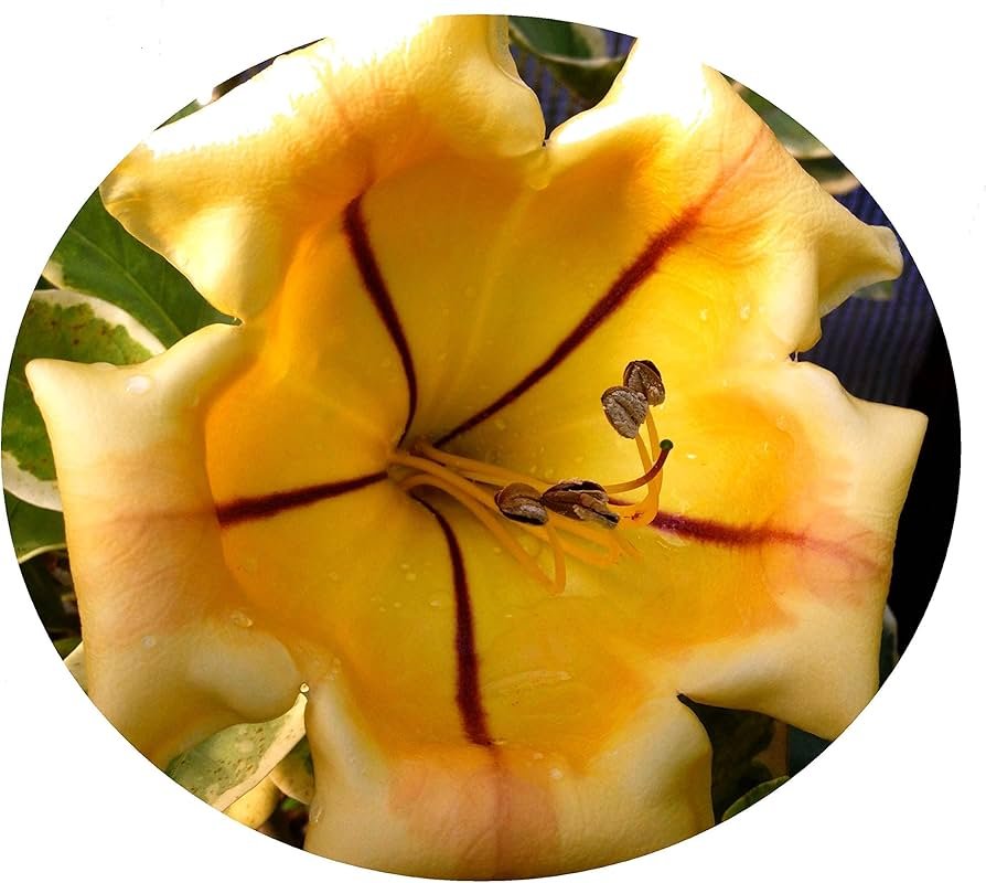 Flor Calix, Distribuidora De Flores Y Más.