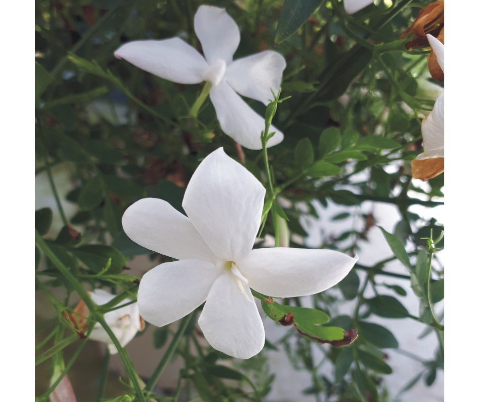 Flores Jazmín