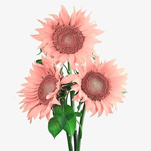 Floristeria Amy