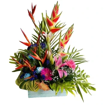 FLORISTERIA HARMONY