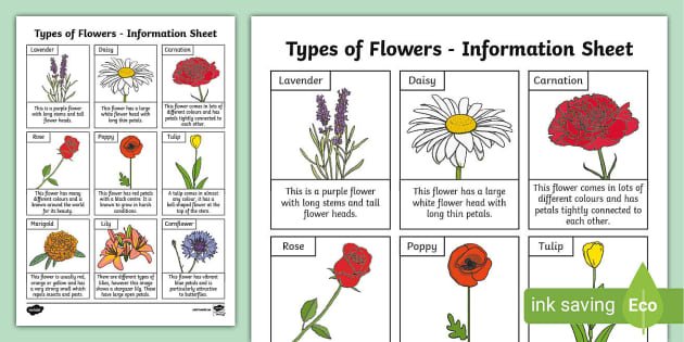 Flowers & More