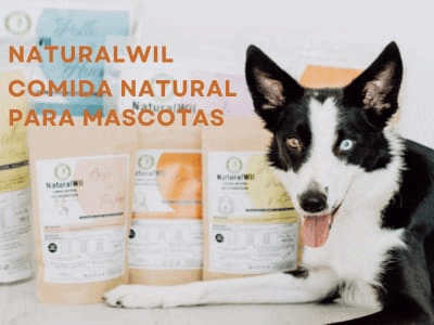 Hospital Veterinario Apolo Pets