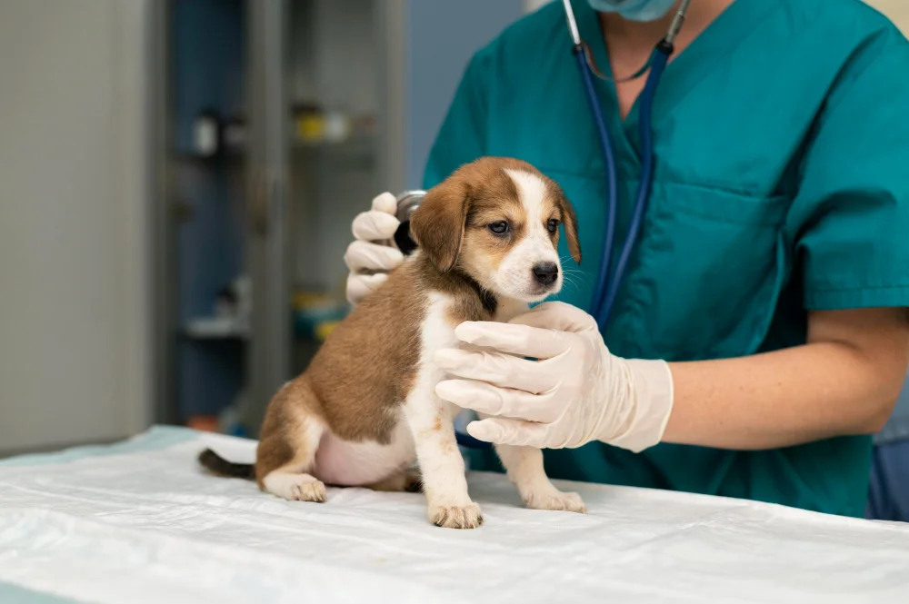 Veterinarias En Ciudad De Panamá