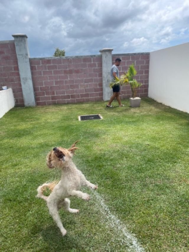 Pet House Arraiján